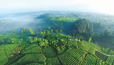 蒙頂山 茶與詩(shī)的交響曲