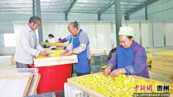 貴州省德江縣桶井鄉(xiāng)玉竹山鄉(xiāng)村旅游建設(shè)見(jiàn)聞 裝飾品